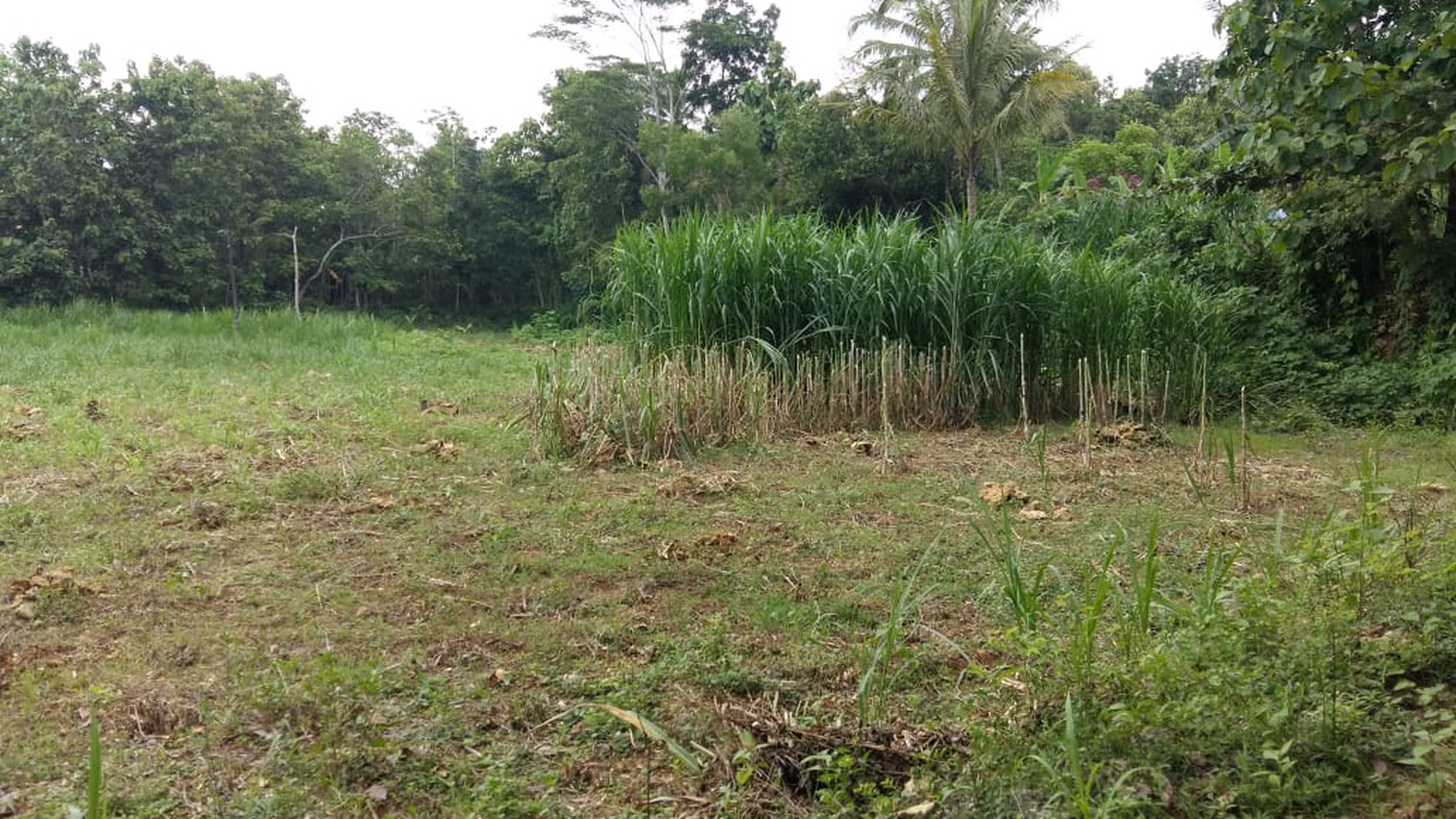 TANAH PEKARANGAN COCOK UNTUK DIBANGUN PERUMAHAN DI SENDANGSARI, KULONPROGO