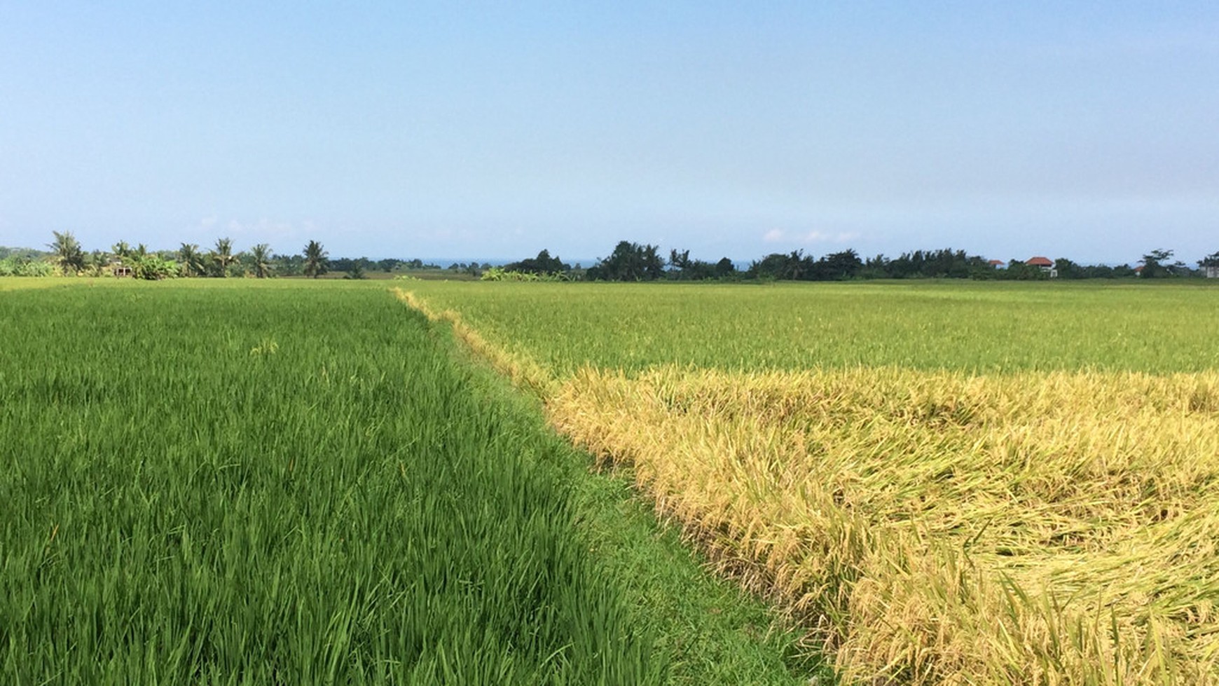 Freehold Land For Sale In Kedungu With Rice Field Views
