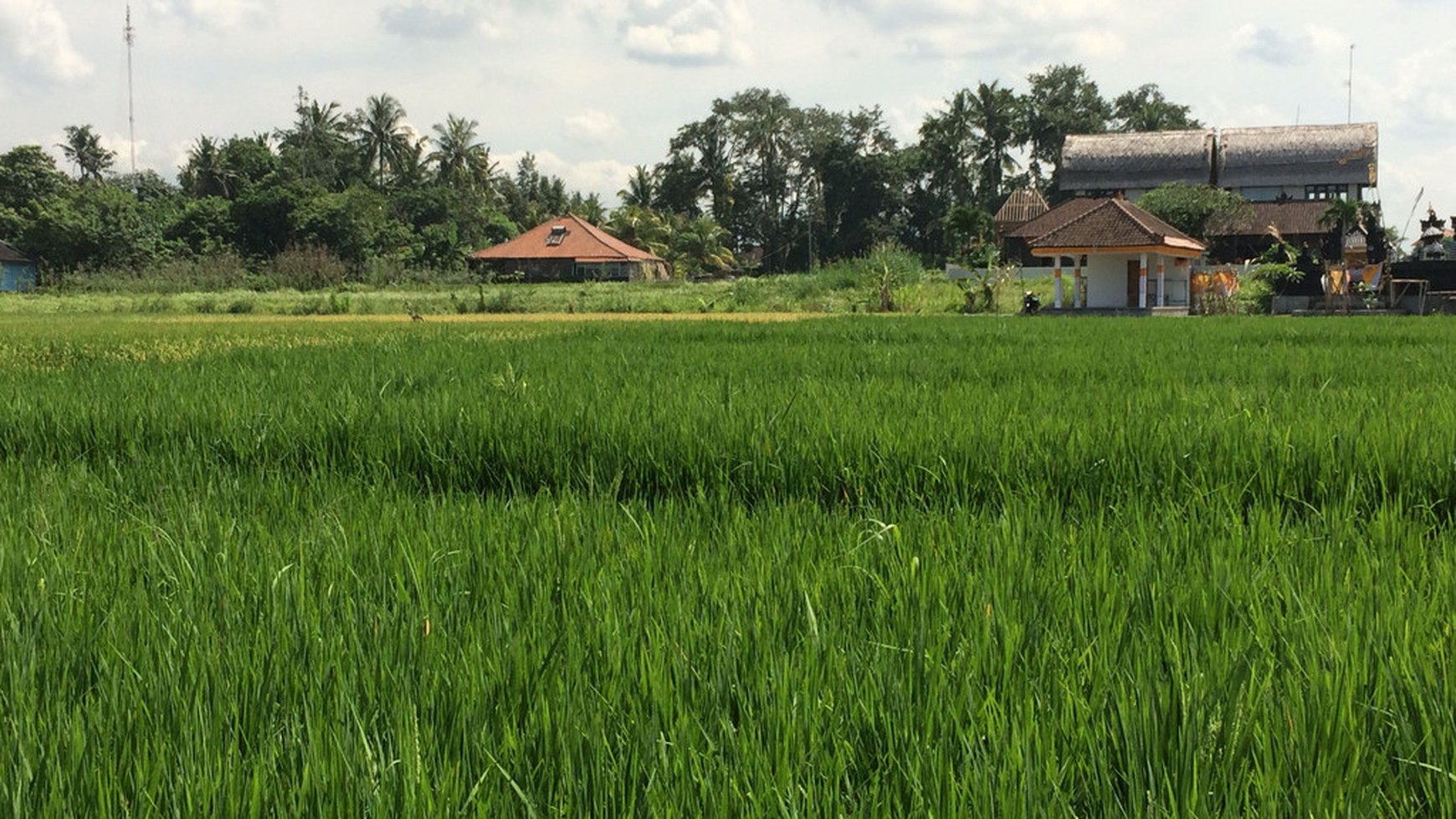 Freehold Land For Sale In Kedungu With Rice Field Views