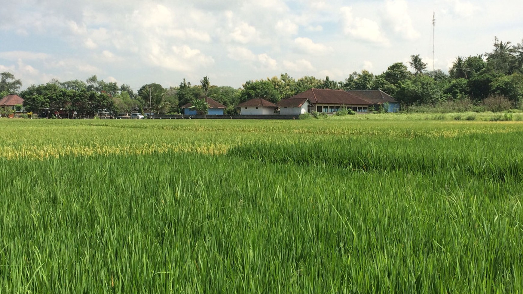 Freehold Land For Sale In Kedungu With Rice Field Views