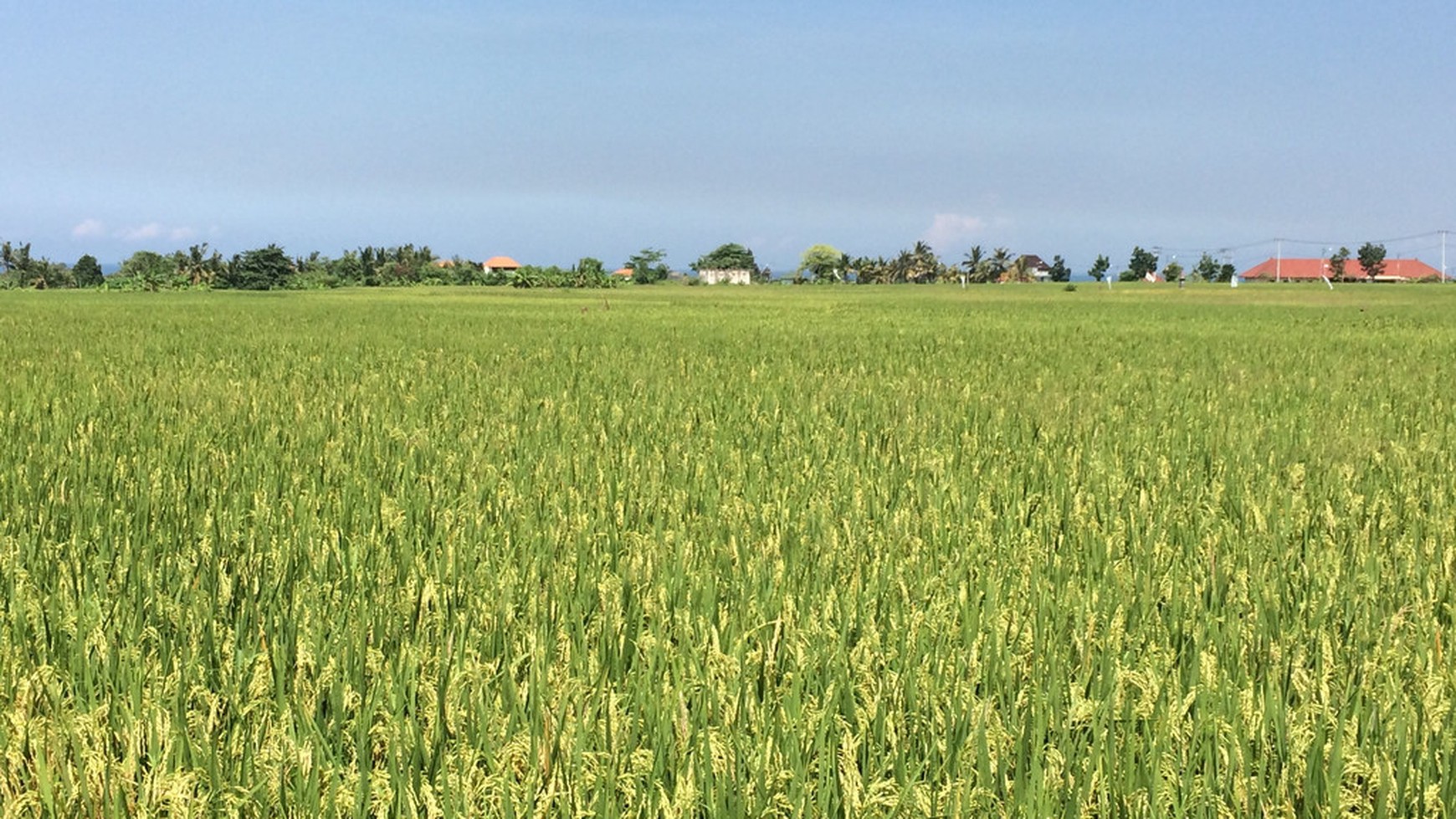 Freehold Land For Sale In Kedungu With Rice Field Views