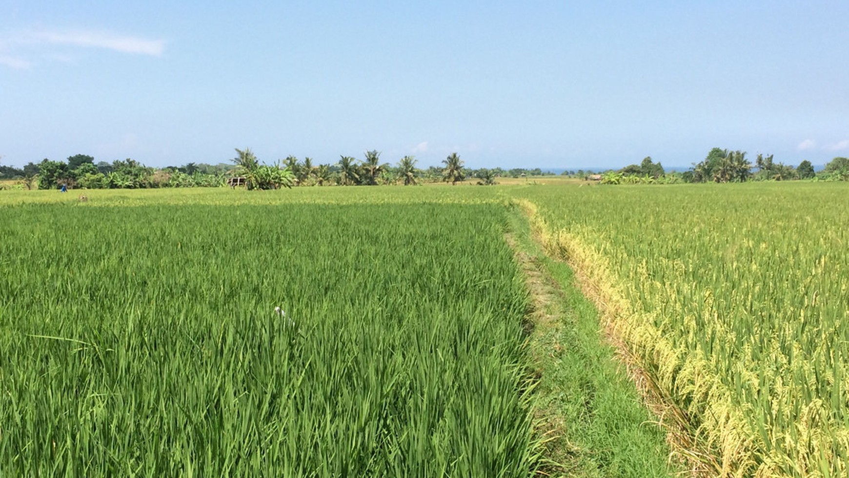 Freehold Land For Sale In Kedungu With Rice Field Views