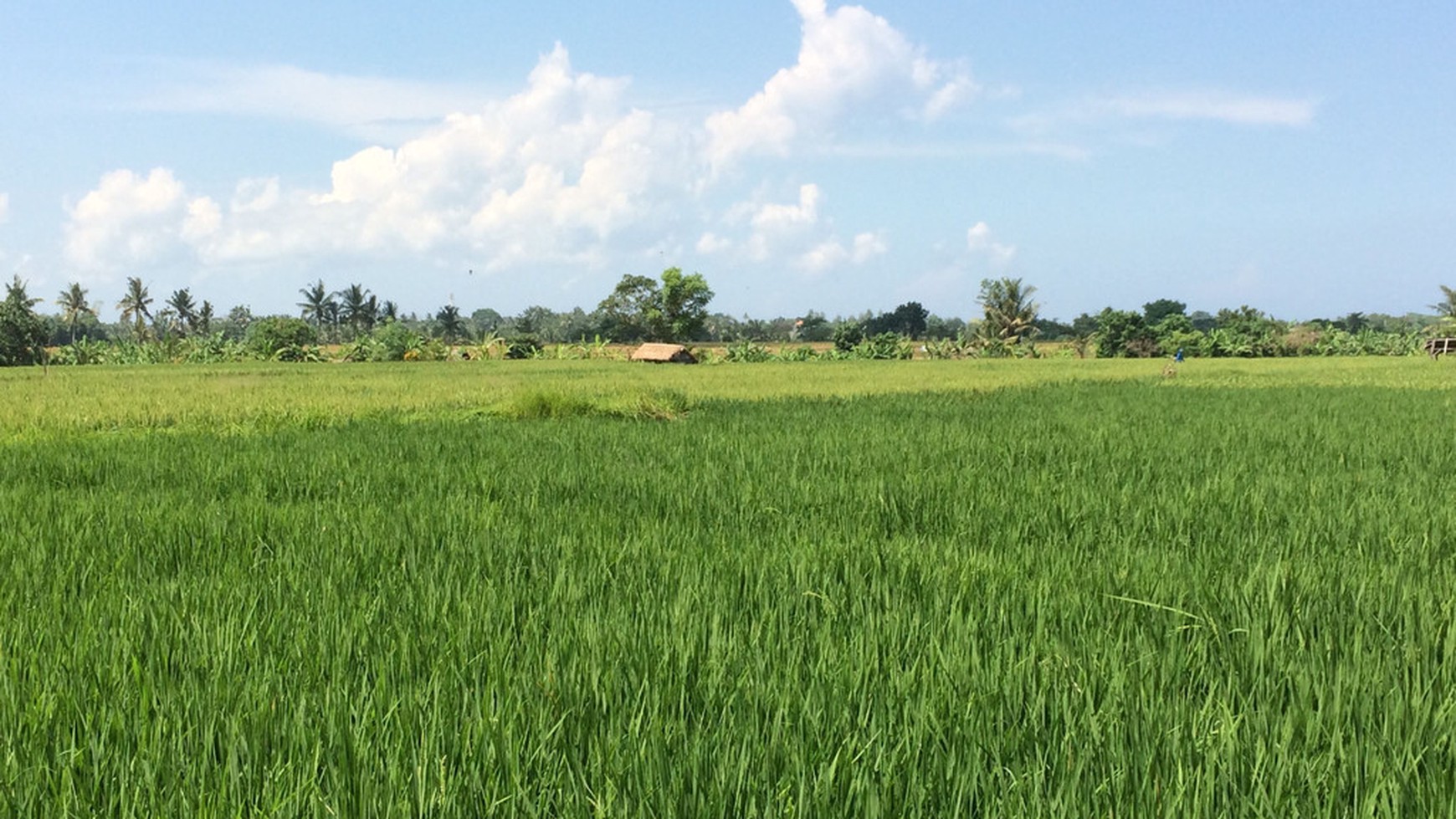 Freehold Land For Sale In Kedungu With Rice Field Views