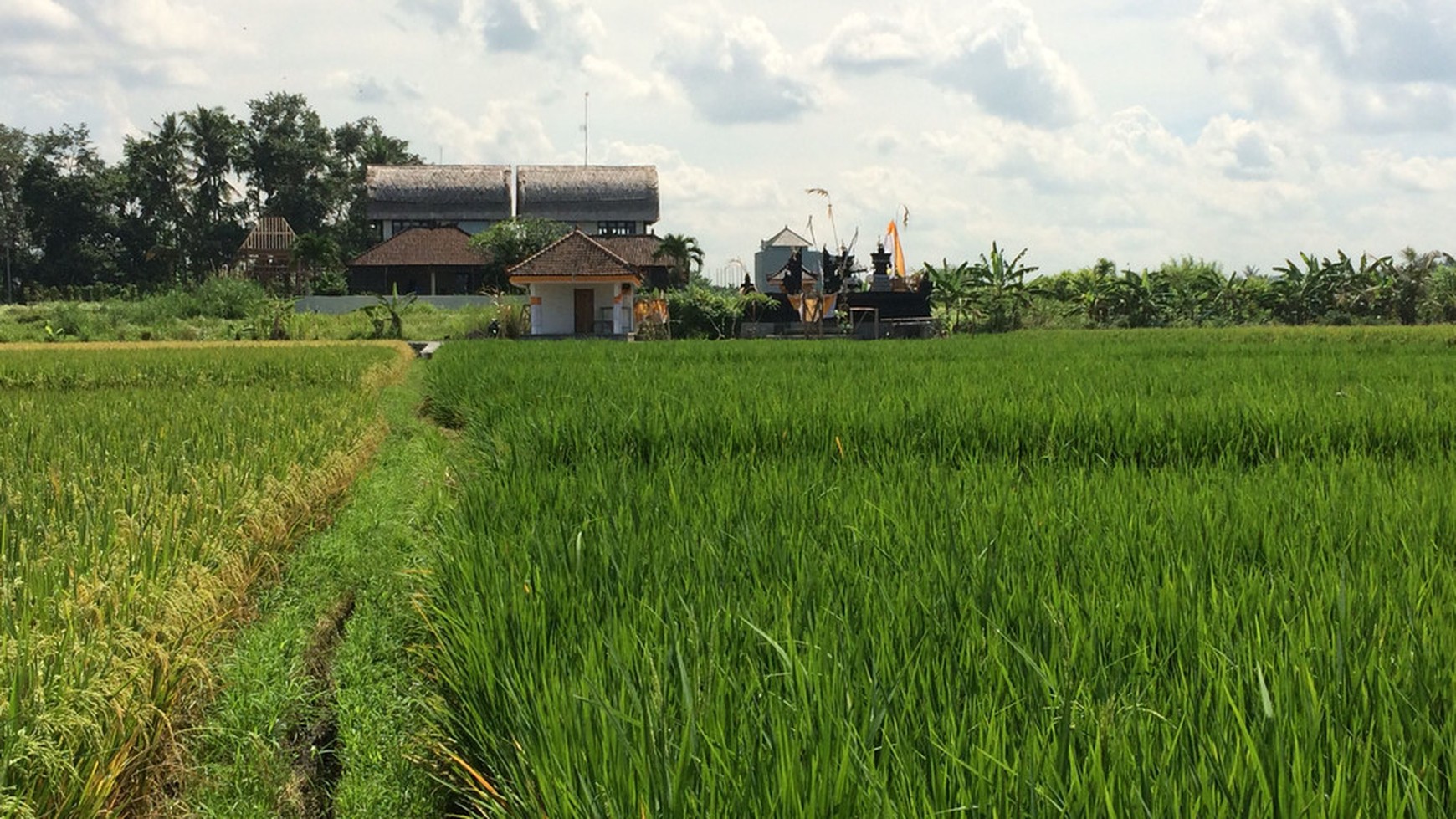 Freehold Land For Sale In Kedungu With Rice Field Views