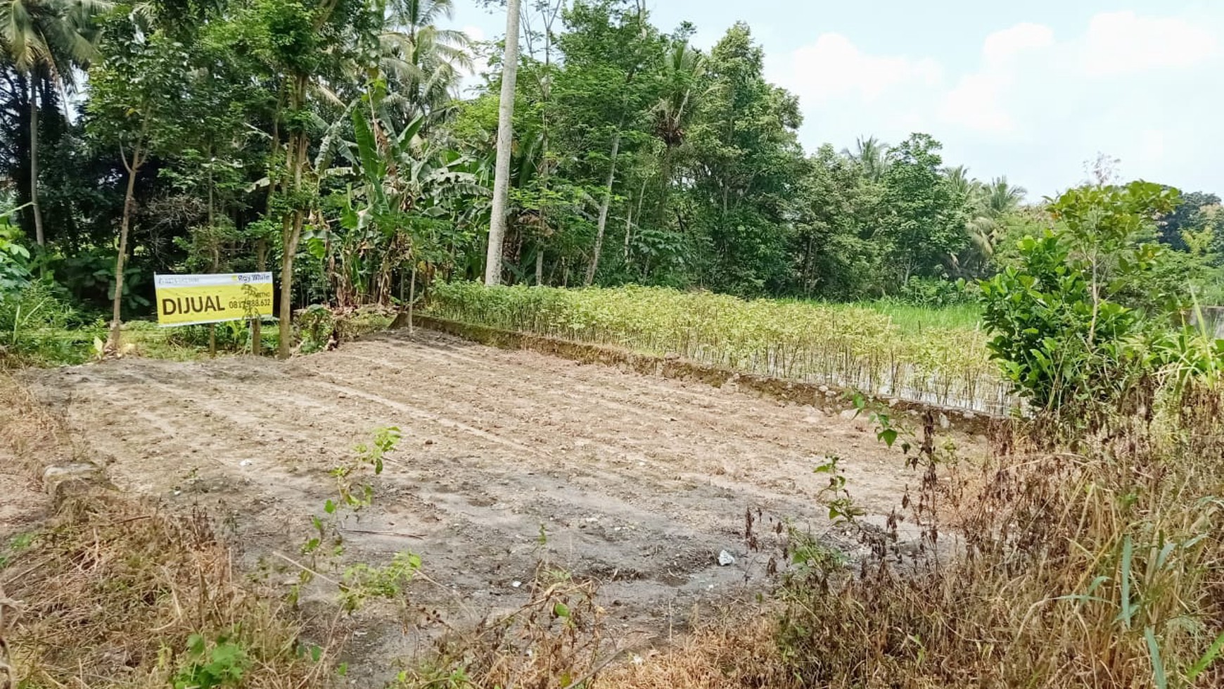 Sawah hanya 100 meter dari Jl.Kaliurang - Sleman