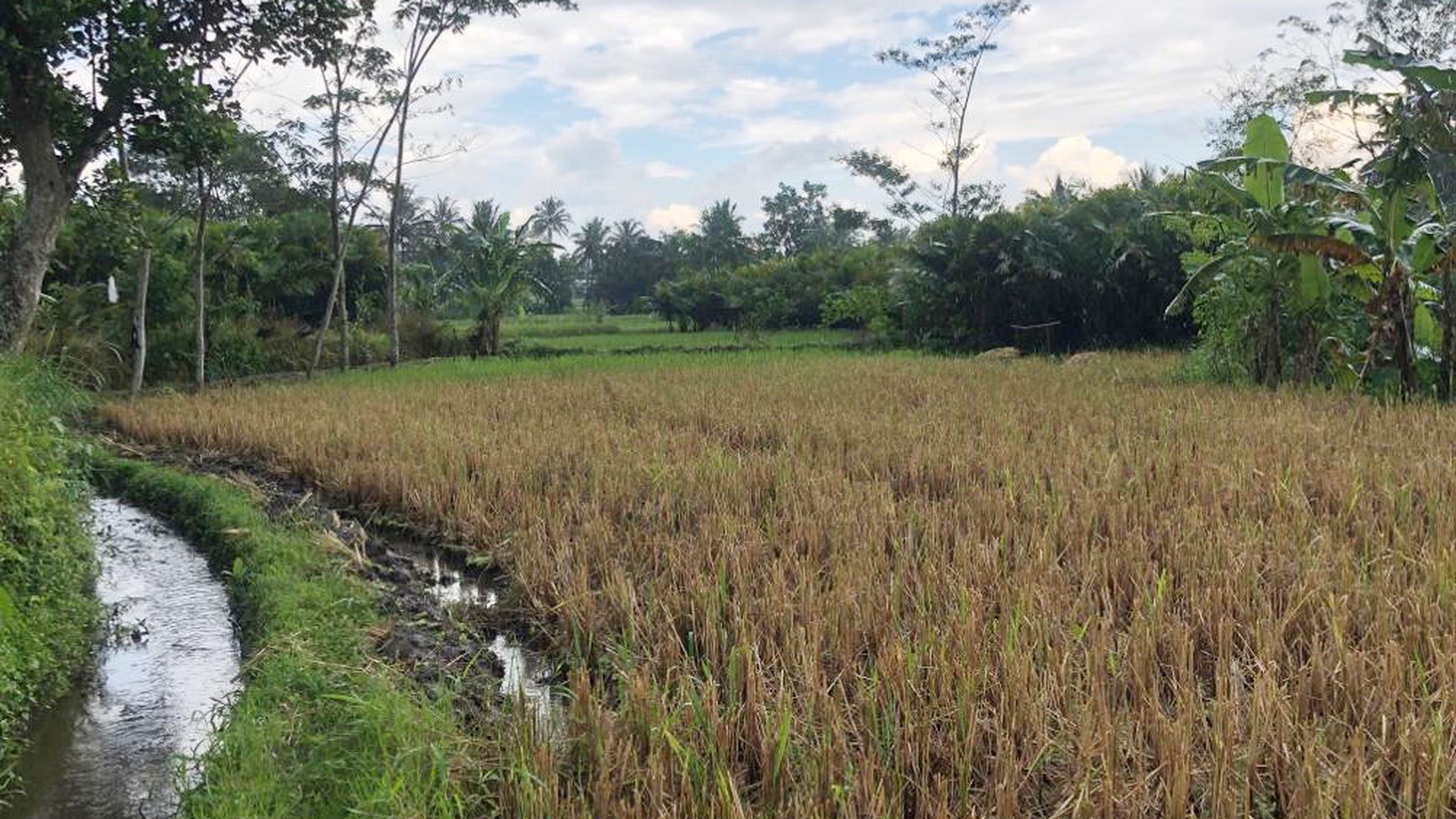 TANAH SAWAH 1000 METER DI PAKEM, JL KALIURANG KM 17,5
