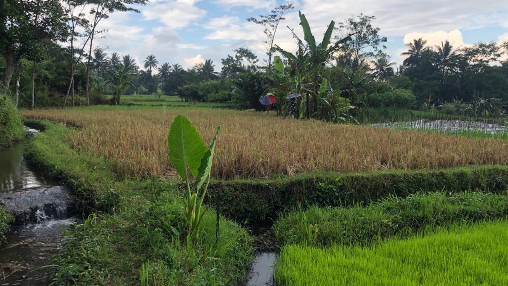TANAH SAWAH 1000 METER DI PAKEM, JL KALIURANG KM 17,5