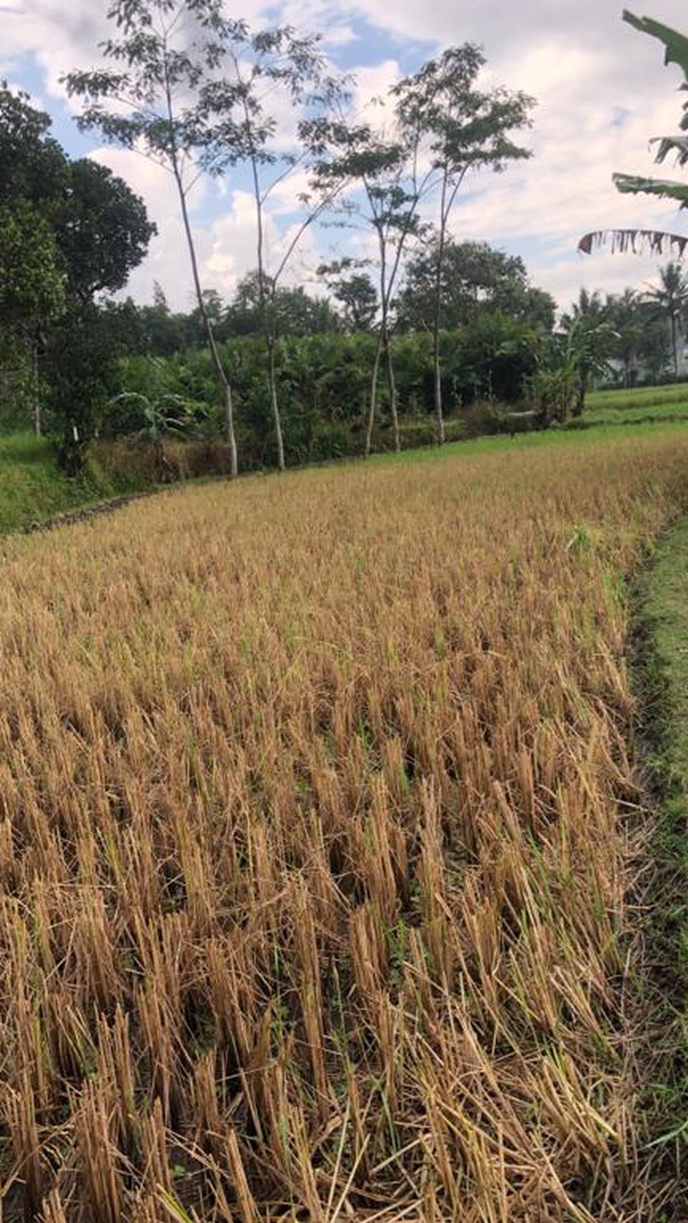 TANAH SAWAH 1000 METER DI PAKEM, JL KALIURANG KM 17,5