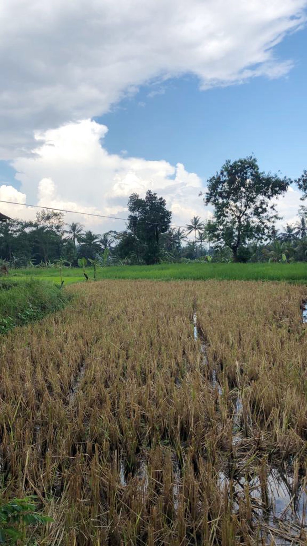 TANAH SAWAH 1000 METER DI PAKEM, JL KALIURANG KM 17,5
