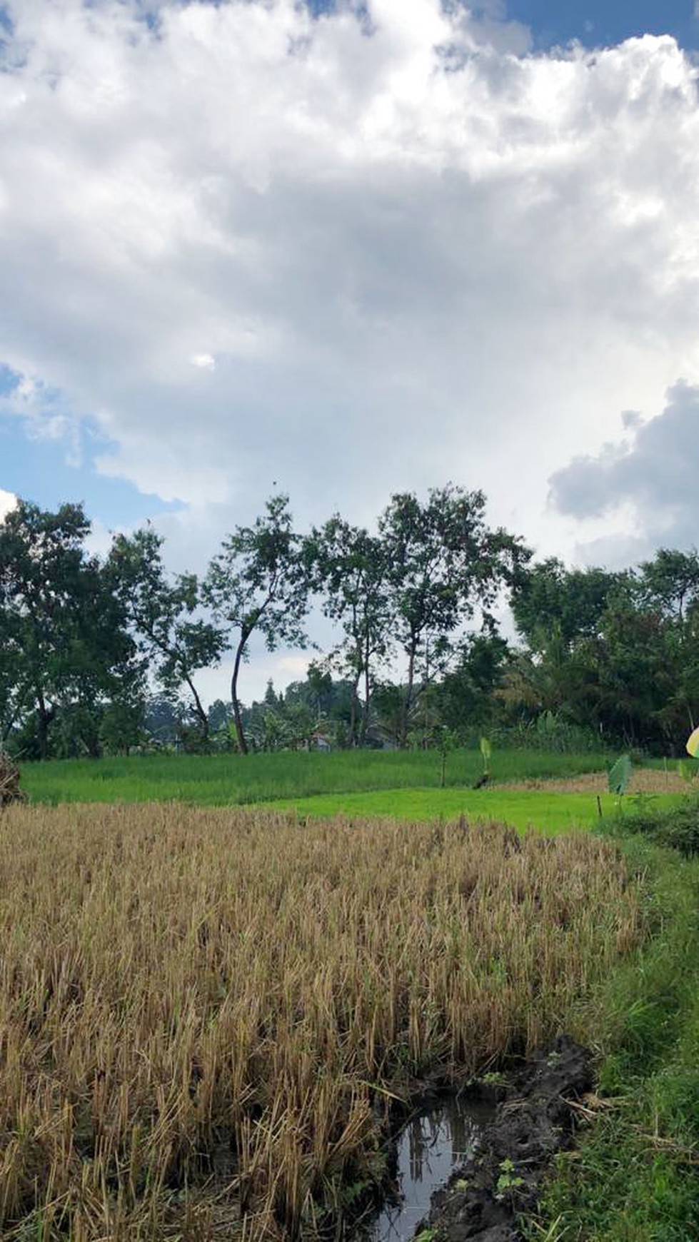 TANAH SAWAH 1000 METER DI PAKEM, JL KALIURANG KM 17,5