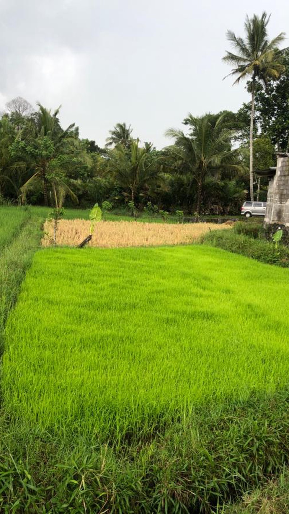 TANAH SAWAH 1000 METER DI PAKEM, JL KALIURANG KM 17,5