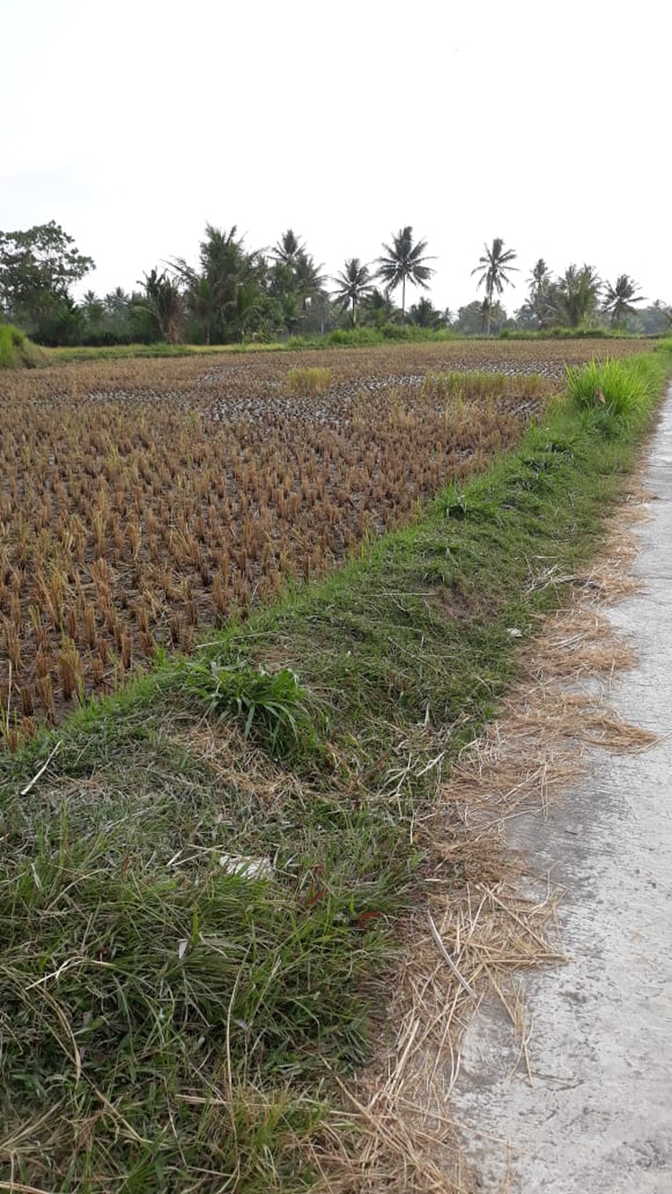 TANAH DI DUSUN KWILET, KETUNGGENG, MAGELANG