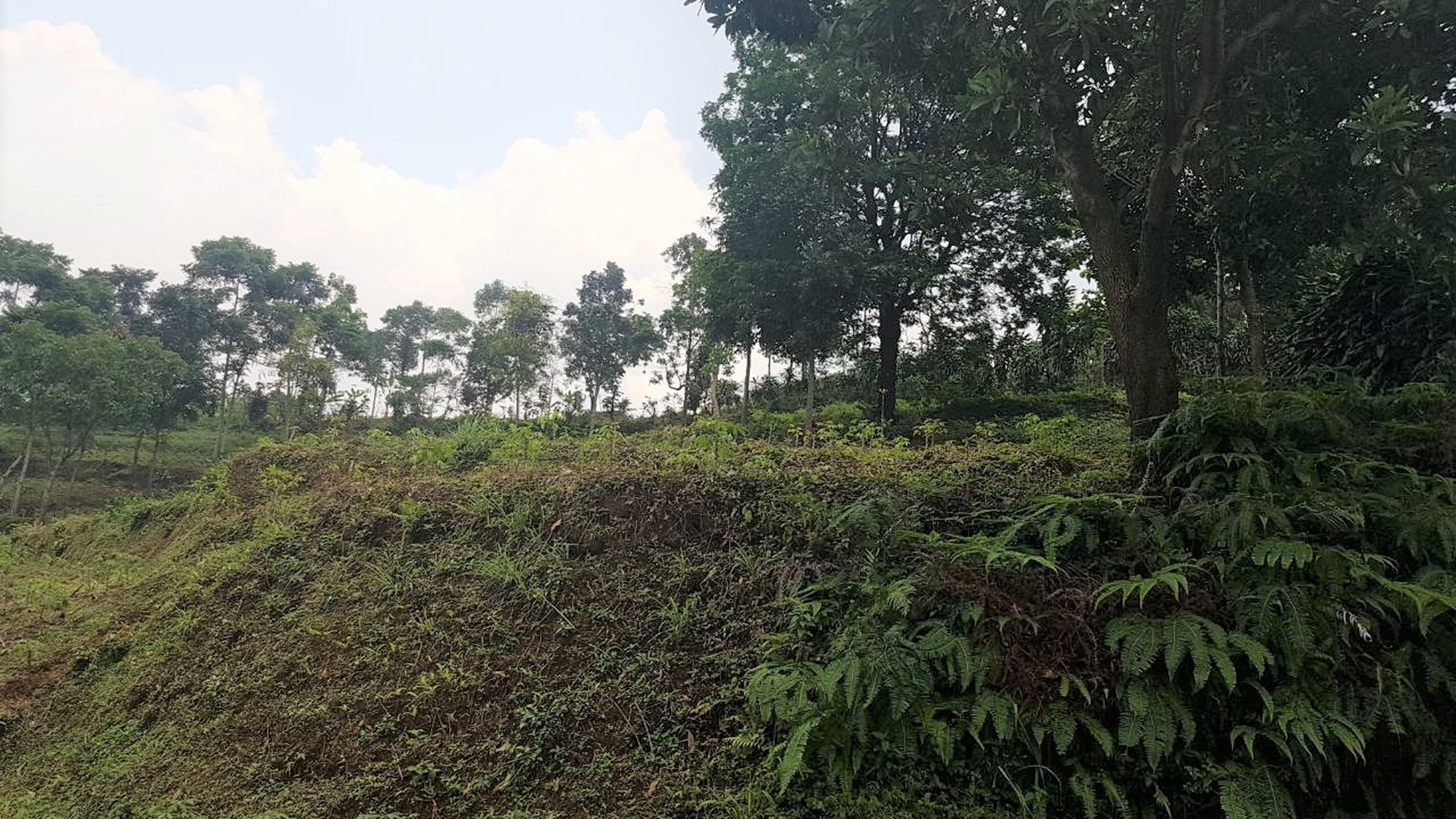 Kavling Luas diKawasan Bojong Koneng, Sentul, Bogor