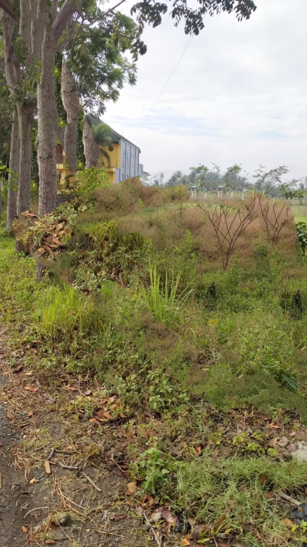 DIJUAL Tanah Sawah strategis di Seyegan  - Sleman