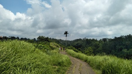 Land Freehold 26000 Sqm in Campuan Ubud