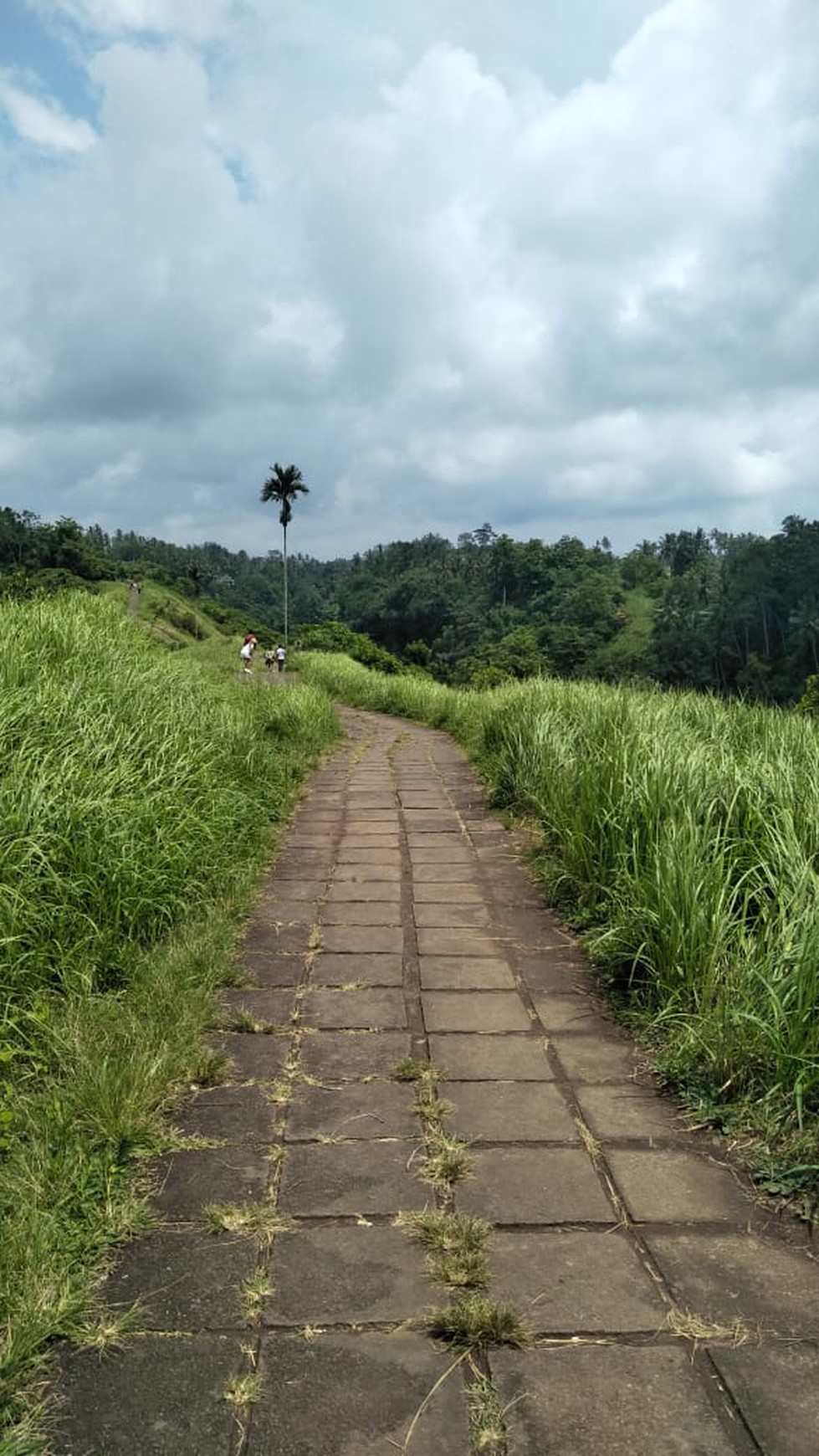 Land Freehold 26000 Sqm in Campuan Ubud