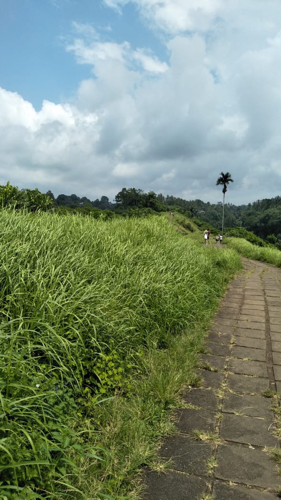 Land Freehold 26000 Sqm in Campuan Ubud