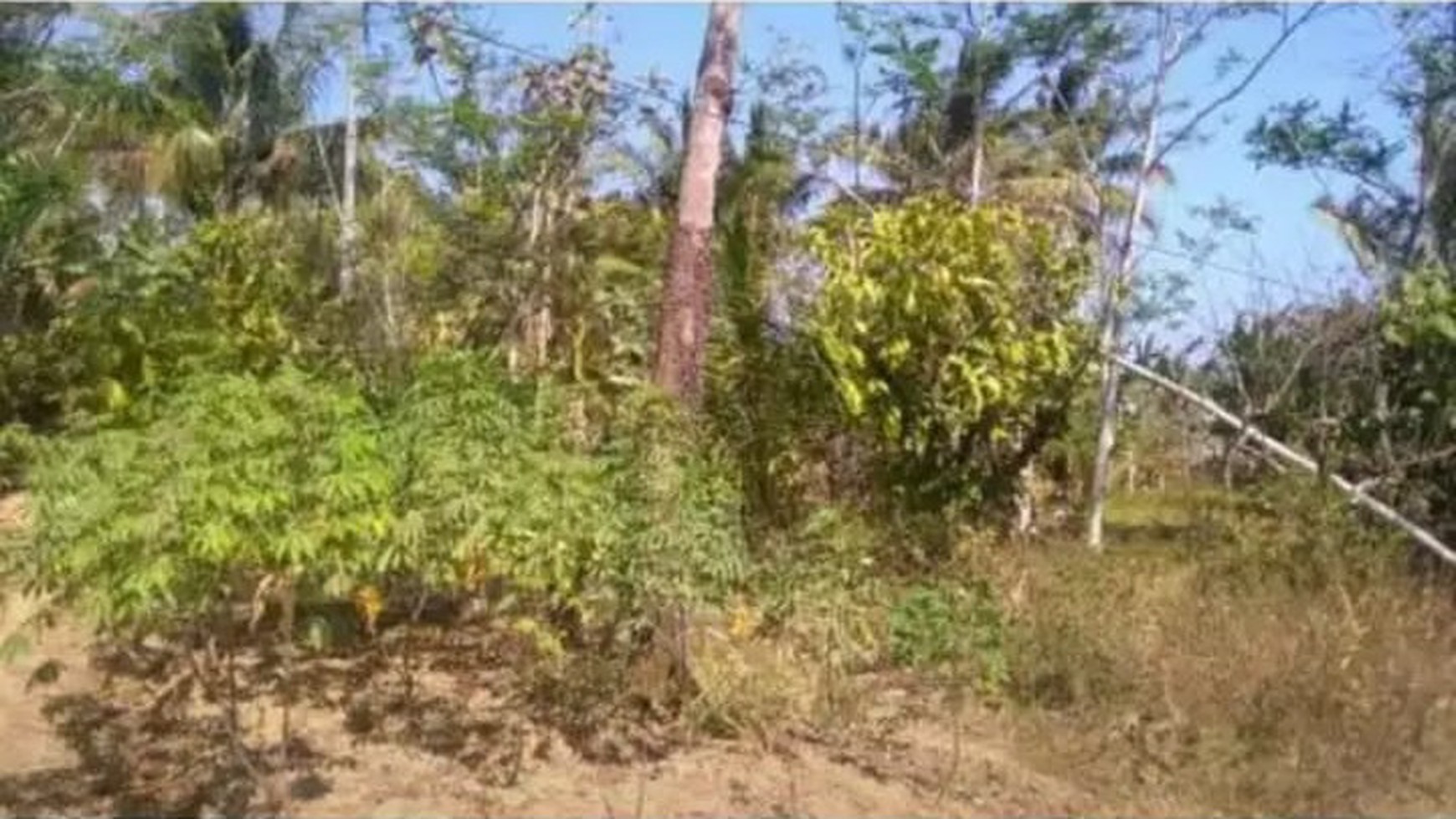 TANAH DIATAS 2000 METER PERSEGI, DI PANGINAN, KULON PROGO