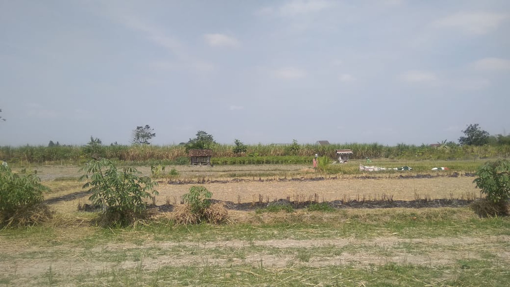 TANAH SAWAH DI BAKUNGAN DEKAT CANDI GEBANG DAN STADION MAGUWOHARJO