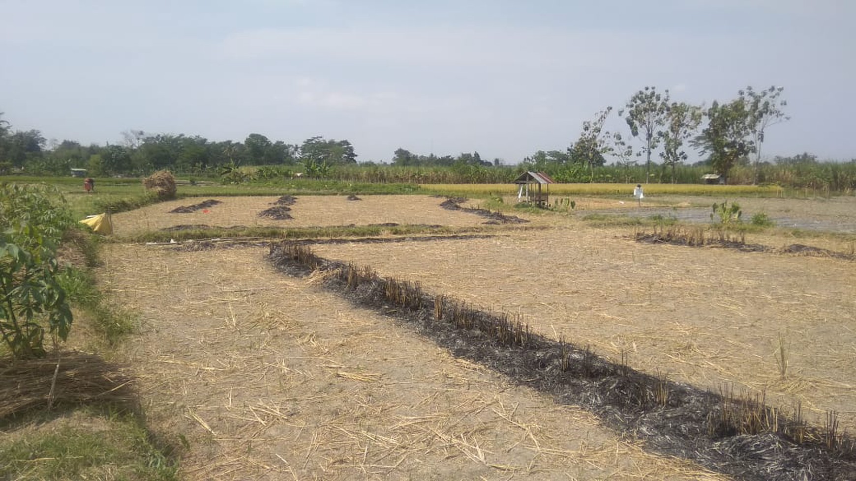 TANAH SAWAH DI BAKUNGAN DEKAT CANDI GEBANG DAN STADION MAGUWOHARJO