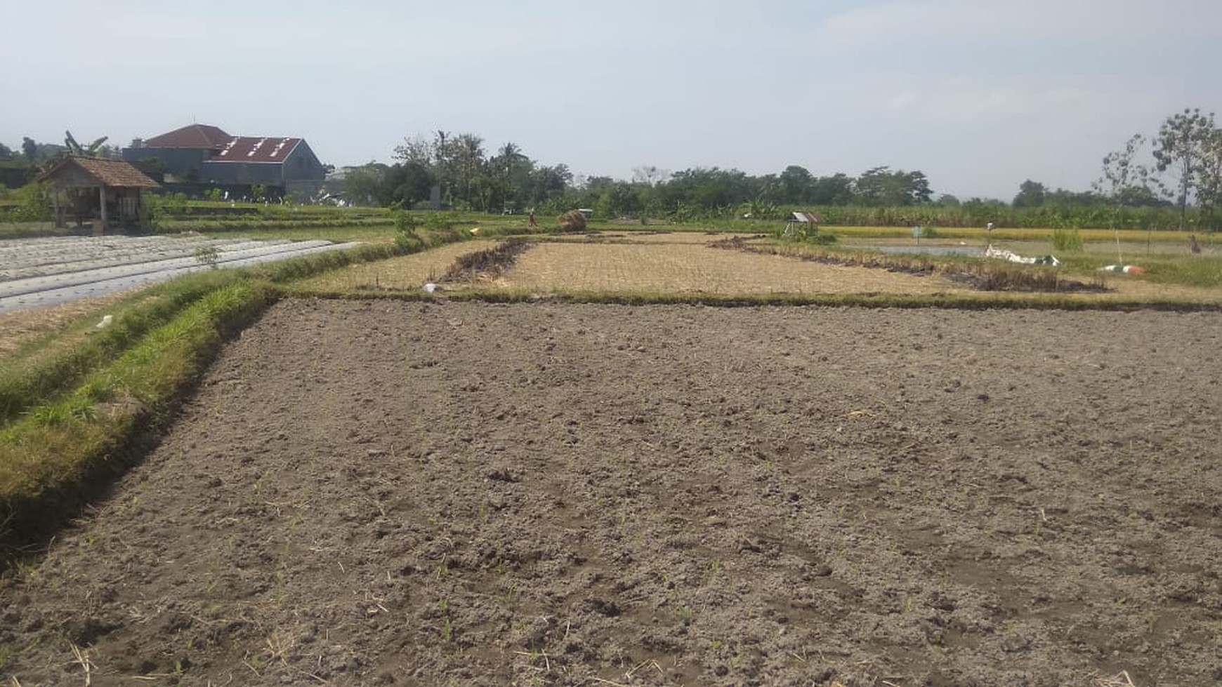 TANAH SAWAH DI BAKUNGAN DEKAT CANDI GEBANG DAN STADION MAGUWOHARJO