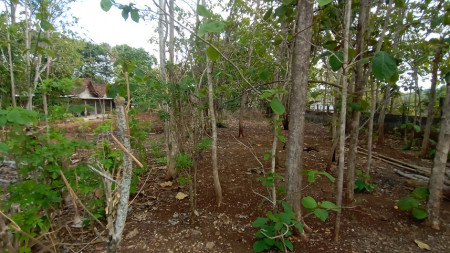 TANAH DI BALEHARJO,DEKAT DARI SAMSAT KABUPATEN GUNUNGKIDUL, WONOSARI
