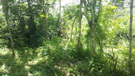 An Extremely Rare Opportunity - 2685 sq m of Leasehold Land in the Heart of Ubud Central