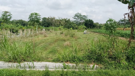 DIJUAL Sawah Luas hanya 5 menit dari Pemda Sleman