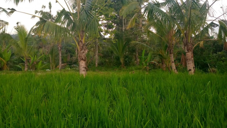 Kavling Pinggir Jalan Raya, Cocok Untuk Penginapan dan Asri @Desa Sebatu, Tegallalang, Gianyar-Bali