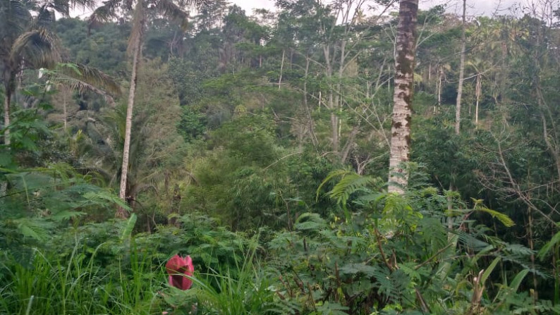 Kavling Pinggir Jalan Raya, Cocok Untuk Penginapan dan Asri @Desa Sebatu, Tegallalang, Gianyar-Bali