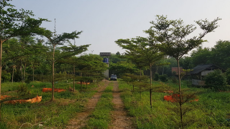 Tanah kebon 25000Meter di Parung-Bogor Hub: 0817 0120 620