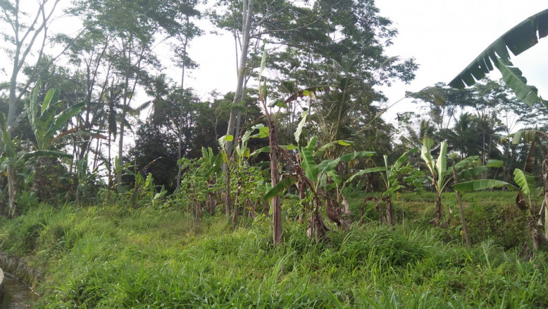 2090 Sqm of Freehold Land for Sale 25 minutes from Ubud Center