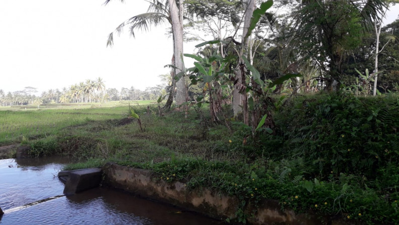 2090 Sqm of Freehold Land for Sale 25 minutes from Ubud Center