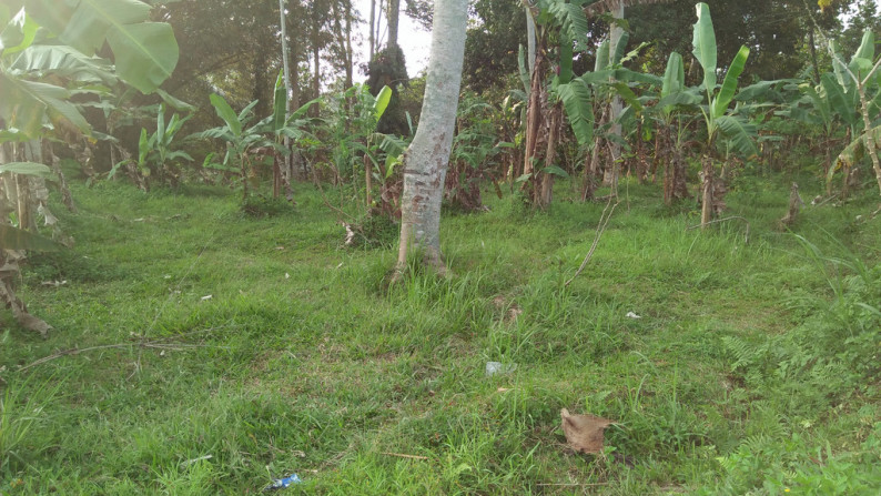 2090 Sqm of Freehold Land for Sale 25 minutes from Ubud Center