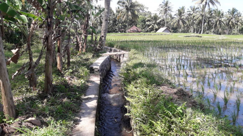 2090 Sqm of Freehold Land for Sale 25 minutes from Ubud Center