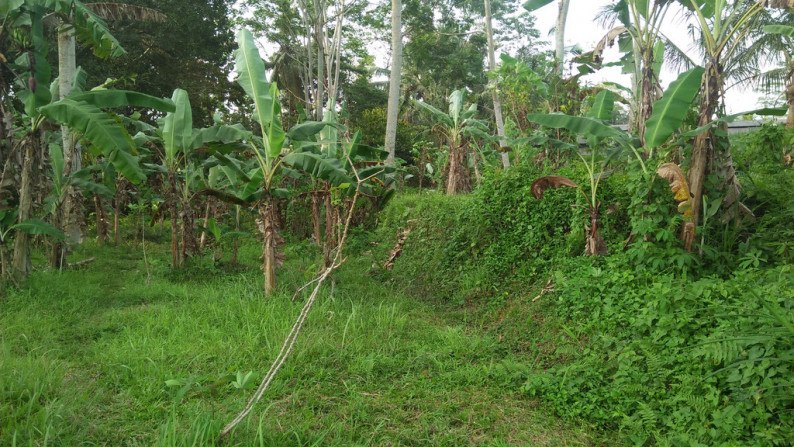 2090 Sqm of Freehold Land for Sale 25 minutes from Ubud Center