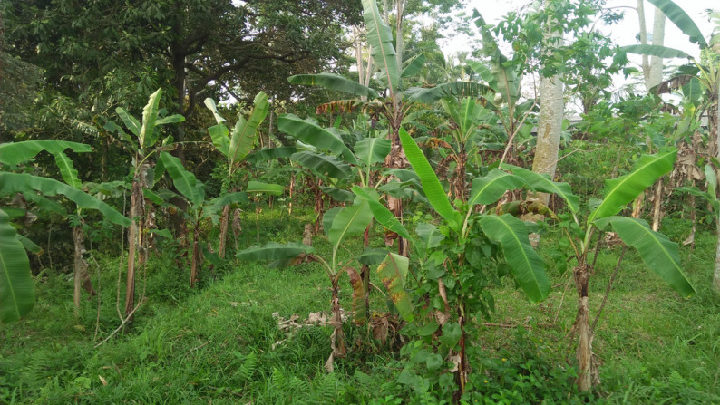 2090 Sqm of Freehold Land for Sale 25 minutes from Ubud Center