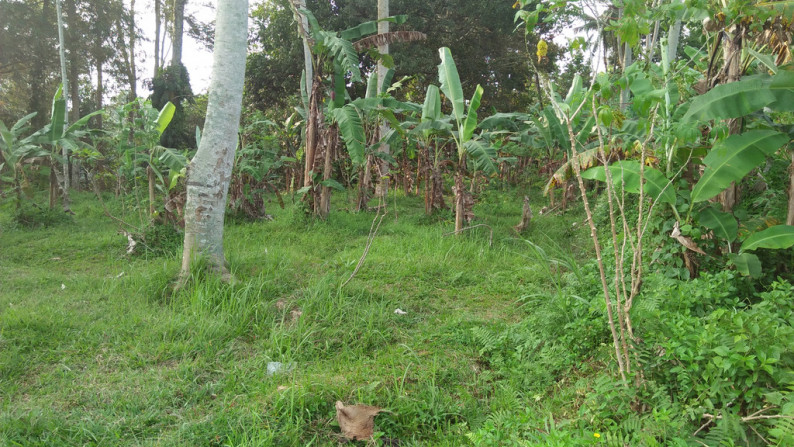 2090 Sqm of Freehold Land for Sale 25 minutes from Ubud Center