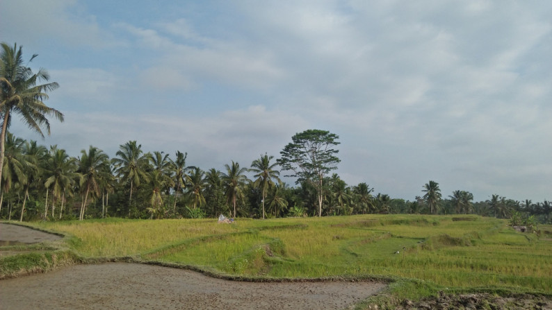 2090 Sqm of Freehold Land for Sale 25 minutes from Ubud Center