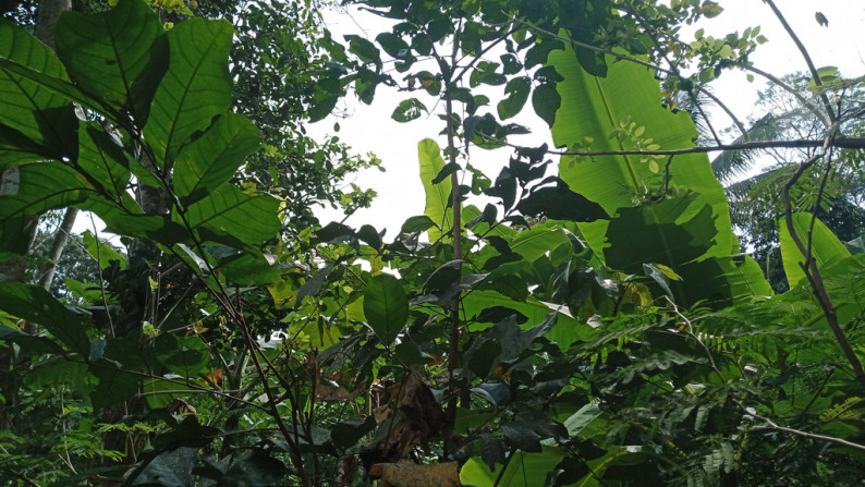 TANAH SELUAS 1360 METER PERSEGI DI DSN WONOSUKO, TEGALREJO, MAGELANG