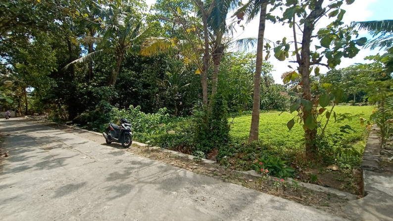 TANAH SAWAH 910 METER PERSEGI DI JETIS, PUNDONG, BANTUL