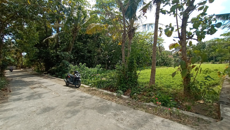 TANAH SAWAH 910 METER PERSEGI DI JETIS, PUNDONG, BANTUL