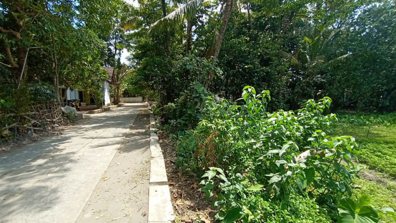 TANAH SAWAH 910 METER PERSEGI DI JETIS, PUNDONG, BANTUL