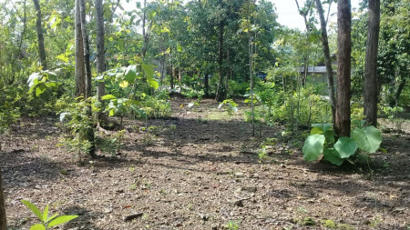 TANAH SELUAS 1000 METER PERSEGI, DI DAERAH SIRAMAN, WONOSARI, GUNUNG KIDUL