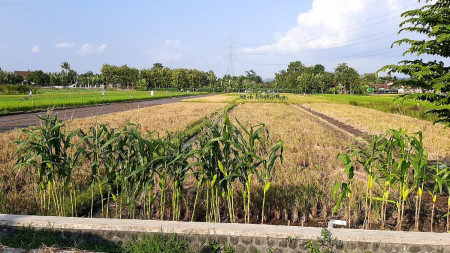 TANAH SAWAH DIATAS 3505 METER PERSEGI DI BIRIT,WEDI, KLATEN