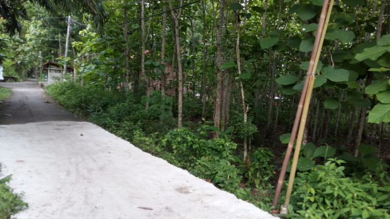 TANAH PEKARANGAN 8.308 METER PERSEGI, ARGOSARI DEKAT JL WATES KM 12
