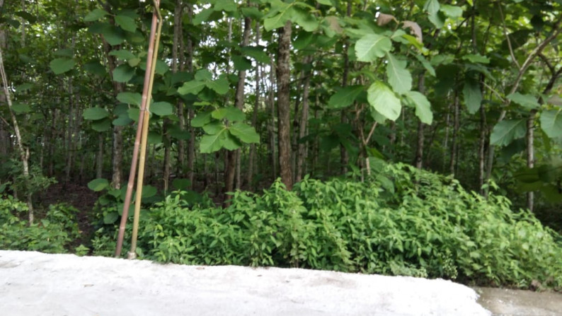 TANAH PEKARANGAN 8.308 METER PERSEGI, ARGOSARI DEKAT JL WATES KM 12