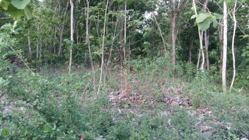 TANAH  PEKARANGAN SELUAS 305 METER PERSEGI, DI SUKOREJO, KULON PROGO