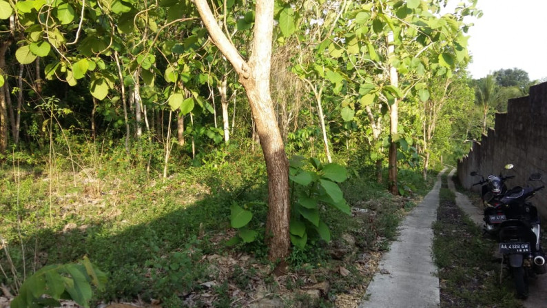 TANAH  PEKARANGAN SELUAS 305 METER PERSEGI, DI SUKOREJO, KULON PROGO