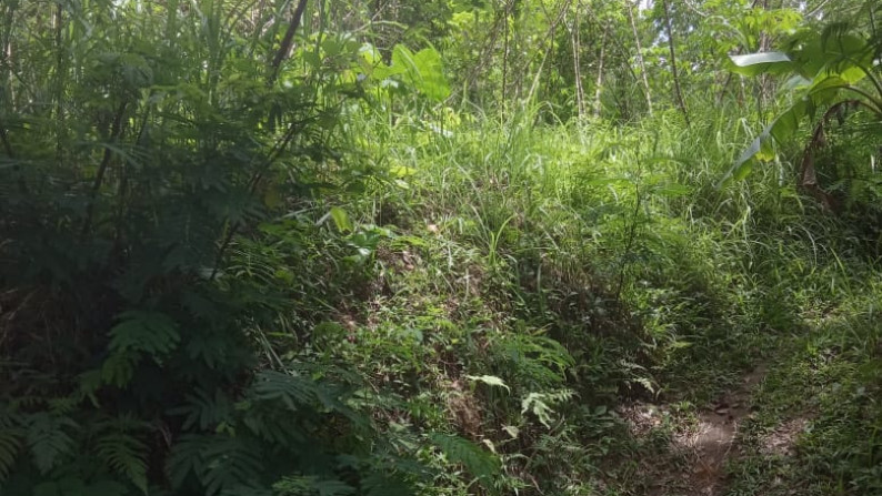 TANAH SELUAS 564 METER PERSEGI, DI LOSARI, PAKIS, MAGELANG